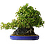 Acer buergerianum, 58 cm, ± 35 jaar oud
