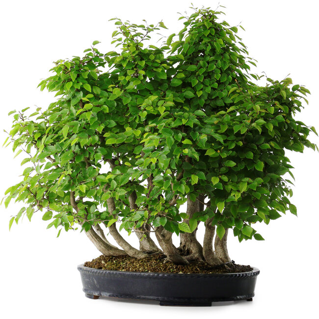 Carpinus coreana, 67 cm, ± 30 years old