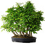 Carpinus coreana, 67 cm, ± 30 anni