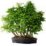 Carpinus coreana, 67 cm, ± 30 ans
