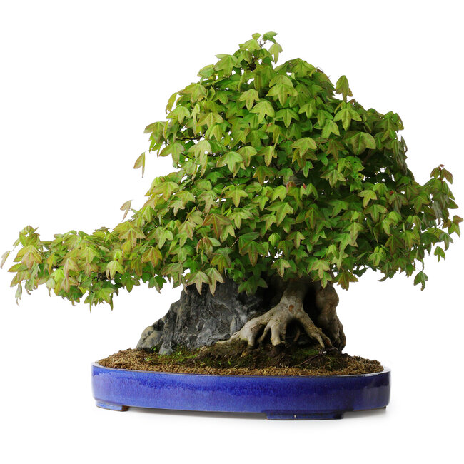 Acer buergerianum, 58 cm, ± 35 jaar oud