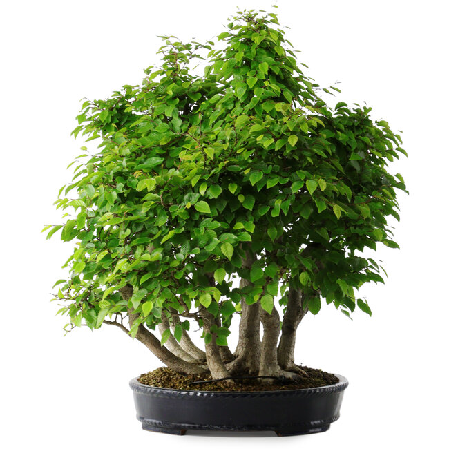 Carpinus coreana, 67 cm, ± 30 ans