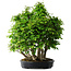 Carpinus coreana, 67 cm, ± 30 Jahre alt