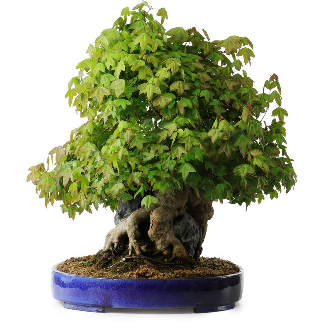 Acer buergerianum, 58 cm, ± 35 anni