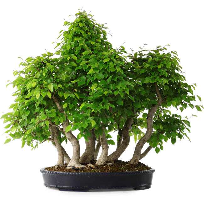 Carpinus coreana, 67 cm, ± 30 anni
