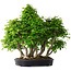 Carpinus coreana, 67 cm, ± 30 ans