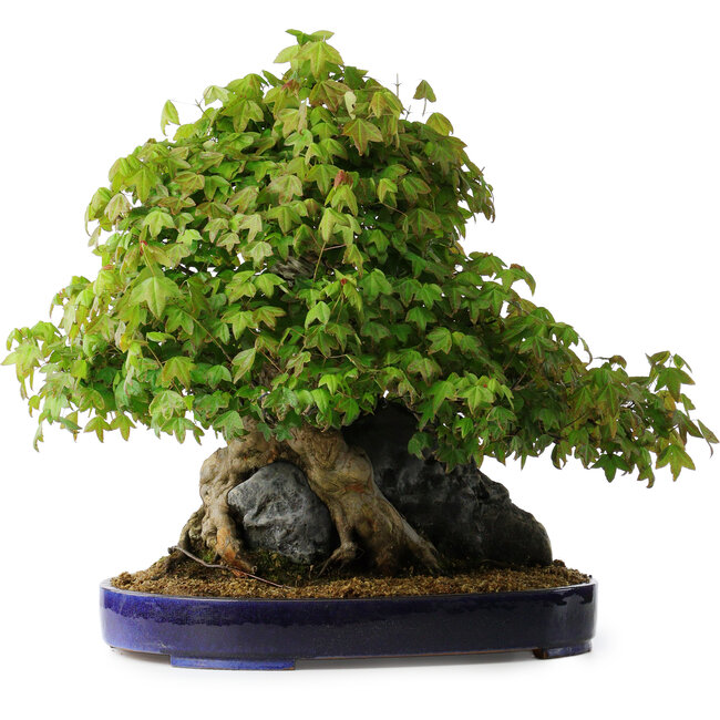 Acer buergerianum, 58 cm, ± 35 years old