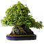Acer buergerianum, 58 cm, ± 35 jaar oud