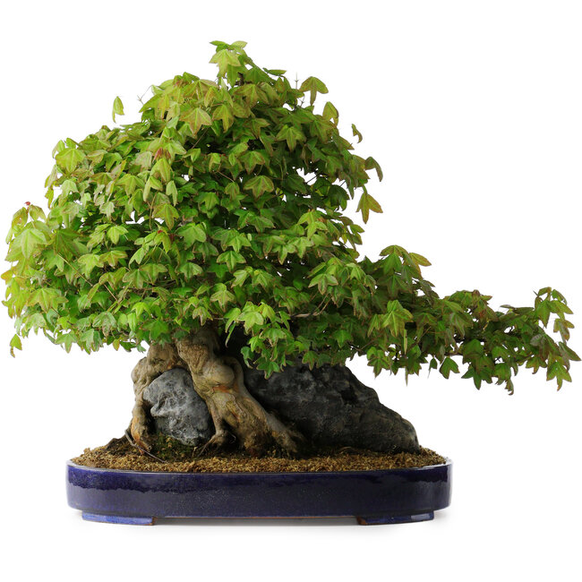 Acer buergerianum, 58 cm, ± 35 years old