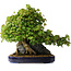Acer buergerianum, 58 cm, ± 35 jaar oud
