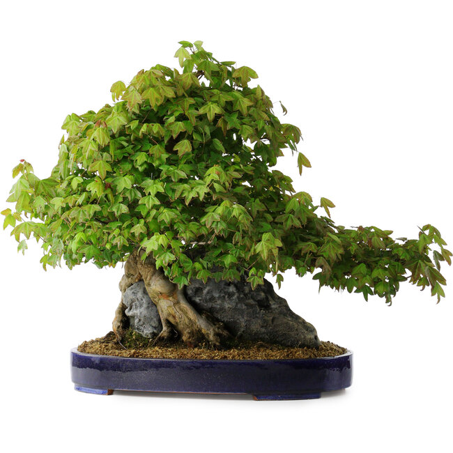 Acer buergerianum, 58 cm, ± 35 jaar oud