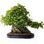 Acer buergerianum, 58 cm, ± 35 jaar oud