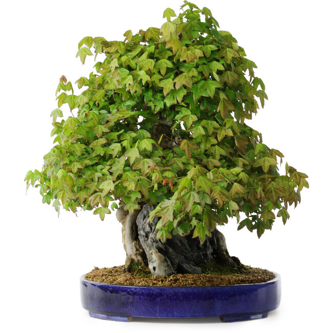 Acer buergerianum, 58 cm, ± 35 ans