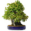 Acer buergerianum, 58 cm, ± 35 jaar oud