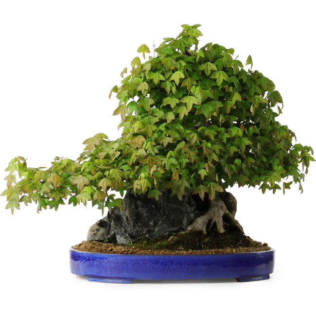 Acer buergerianum, 58 cm, ± 35 ans