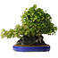 Acer buergerianum, 58 cm, ± 35 jaar oud