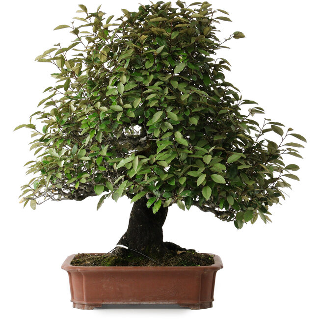 Elaeagnus, 75 cm, ± 40 jaar oud