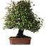 Elaeagnus, 75 cm, ± 40 Jahre alt