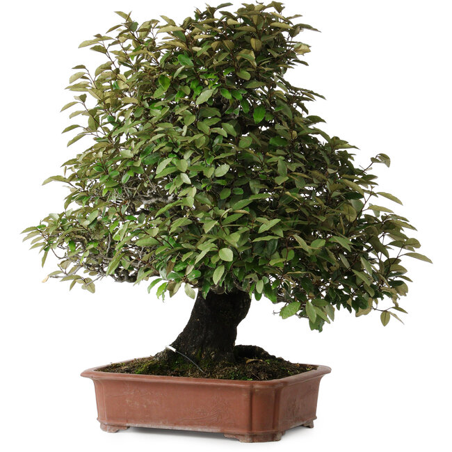 Elaeagnus, 75 cm, ± 40 anni