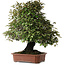 Elaeagnus, 75 cm, ± 40 years old