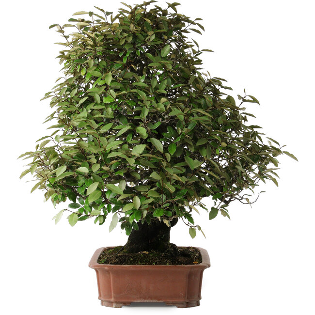 Elaeagnus, 75 cm, ± 40 años
