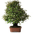 Elaeagnus, 75 cm, ± 40 jaar oud