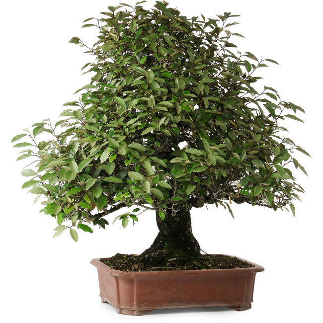 Elaeagnus, 75 cm, ± 40 years old