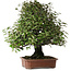 Elaeagnus, 75 cm, ± 40 jaar oud