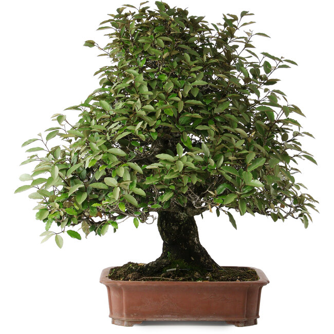 Elaeagnus, 75 cm, ± 40 ans