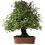 Elaeagnus, 75 cm, ± 40 jaar oud
