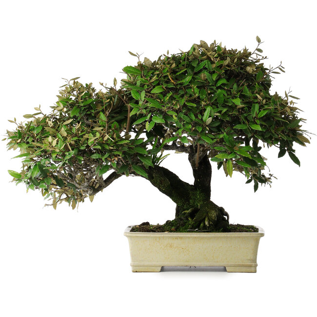 Elaeagnus, 54 cm, ± 40 jaar oud