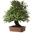 Elaeagnus, 75 cm, ± 40 Jahre alt
