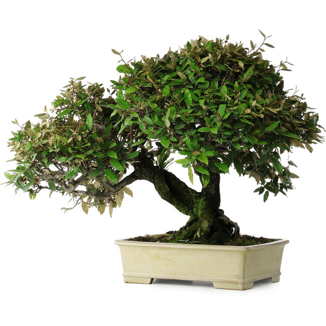 Elaeagnus, 54 cm, ± 40 Jahre alt
