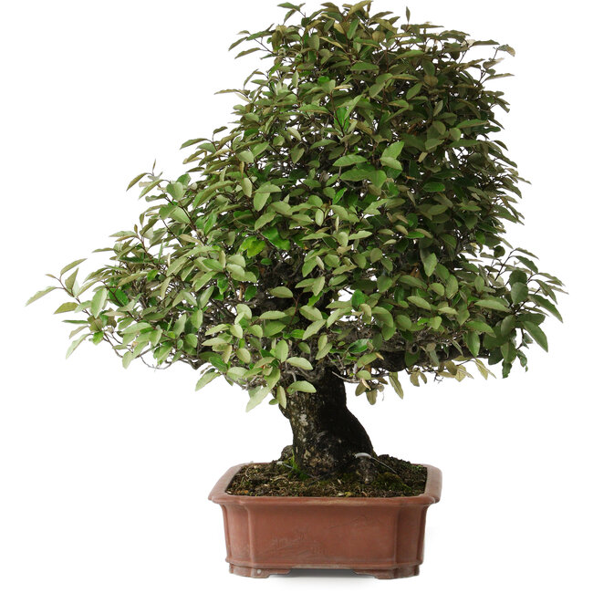 Elaeagnus, 75 cm, ± 40 years old