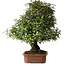 Elaeagnus, 75 cm, ± 40 Jahre alt