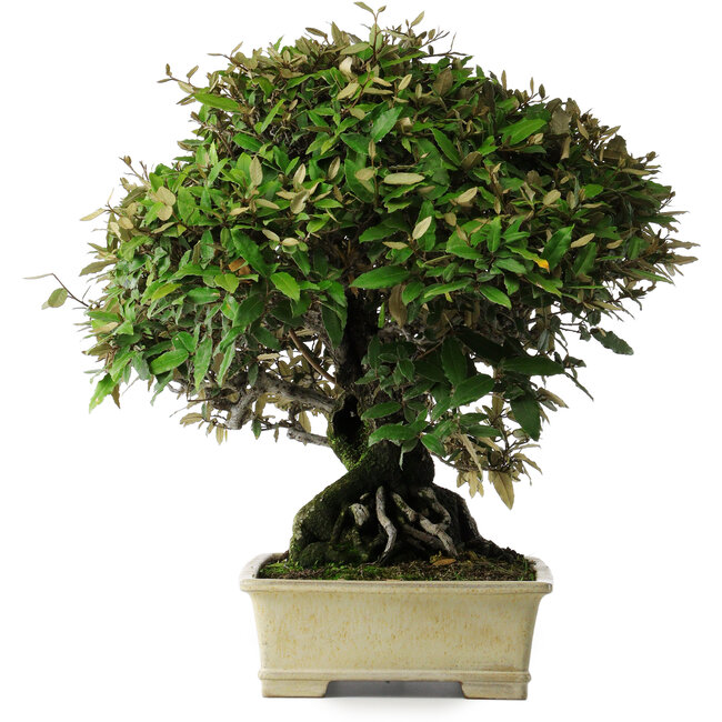 Elaeagnus, 54 cm, ± 40 ans