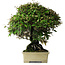 Elaeagnus, 54 cm, ± 40 years old