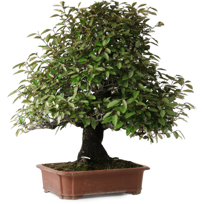 Elaeagnus, 75 cm, ± 40 Jahre alt