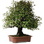 Elaeagnus, 75 cm, ± 40 years old