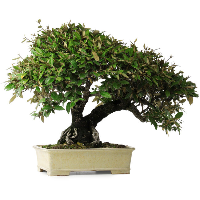 Elaeagnus, 54 cm, ± 40 ans