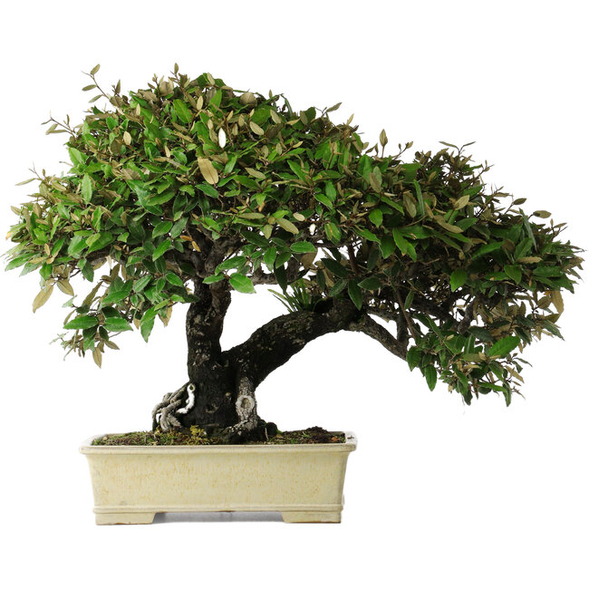 Elaeagnus, 54 cm, ± 40 anni