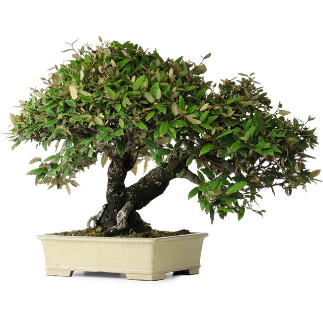 Elaeagnus, 54 cm, ± 40 ans