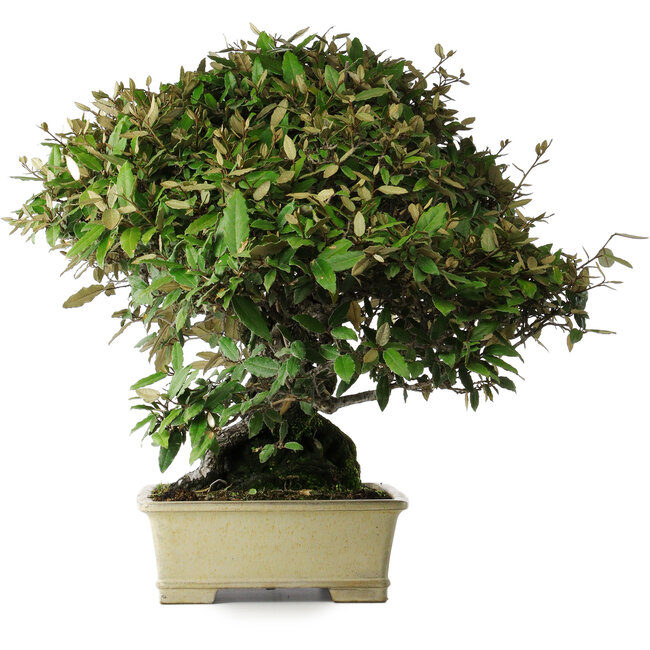 Elaeagnus, 54 cm, ± 40 ans