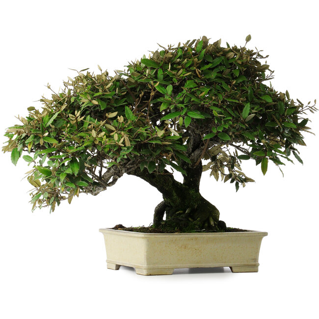 Elaeagnus, 54 cm, ± 40 jaar oud