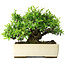 Pyracantha, 28 cm, ± 30 anni, in un vaso giapponese fatto a mano da Taizan