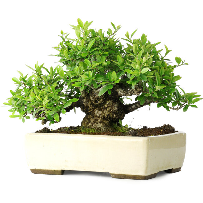Pyracantha, 28 cm, ± 30 jaar oud, in een handgemaakte Japanse pot van Taizan