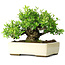 Pyracantha, 28 cm, ± 30 years old, in a handmade Japanese pot by Taizan
