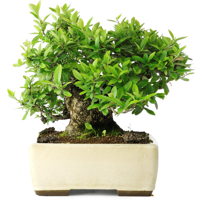 Pyracantha, 28 cm, ± 30 años, en una maceta japonesa hecha a mano por Taizan