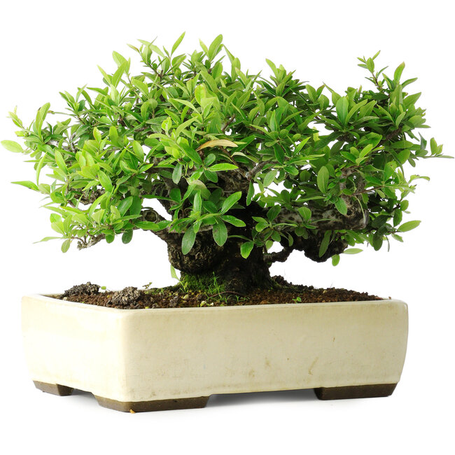 Pyracantha, 28 cm, ± 30 years old, in a handmade Japanese pot by Taizan