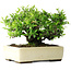 Pyracantha, 28 cm, ± 30 ans, dans un pot japonais fait main par Taizan